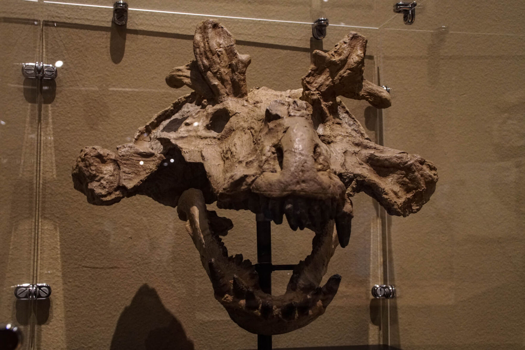 Fossil